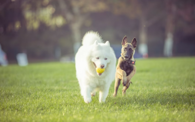 Tres juguetes que harán feliz a tu perro